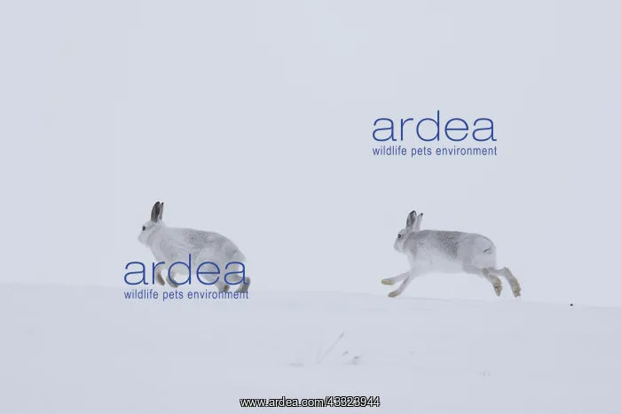 : Mountain Hare, - adult pair running in snow - Cairngorms : Mountain Hare, - adult pair running in snow - Cairngorms