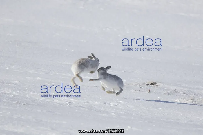 : Mountain Hare - female fighting off male - Cairngorms : Mountain Hare - female fighting off male - Cairngorms