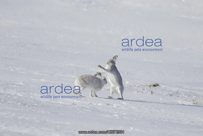 : Mountain Hare - female fighting off male - Cairngorms : Mountain Hare - female fighting off male - Cairngorms