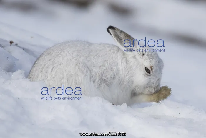  : Mountain Hare - grooming itself - Cairngorms National