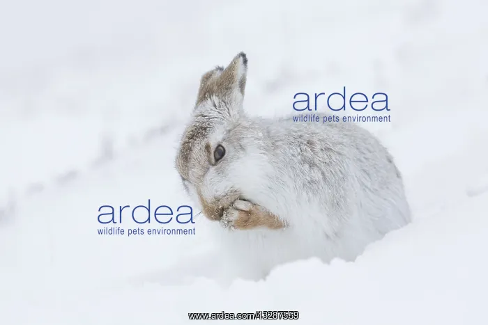 : Mountain Hare - grooming itself - Cairngorms National : Mountain Hare - grooming itself - Cairngorms National