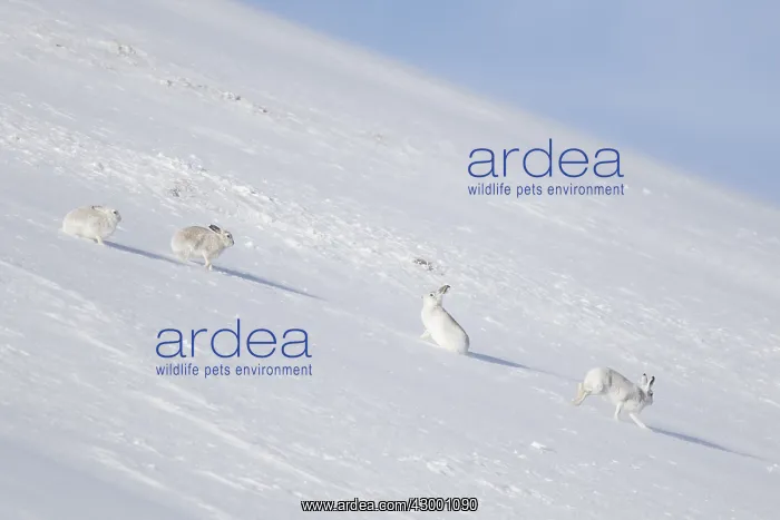 : Mountain Hare - hares in winter pelage - Cairngorms : Mountain Hare - hares in winter pelage - Cairngorms