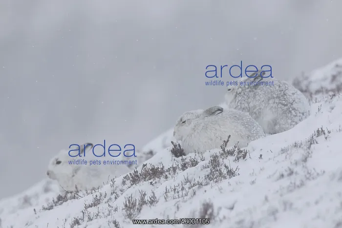 : Mountain Hare - hares in winter pelage - Cairngorms : Mountain Hare - hares in winter pelage - Cairngorms