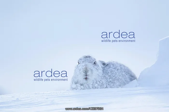 : Mountain hare (Lepus timidus) adult animal on a : Mountain hare (Lepus timidus) adult animal on a