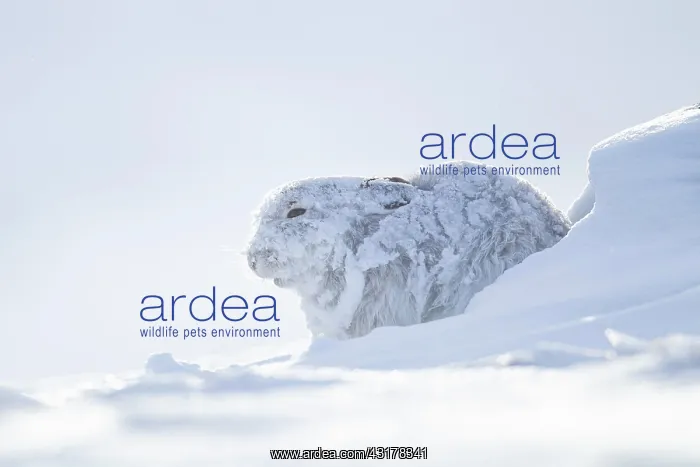 : Mountain hare (Lepus timidus) adult in it's winter : Mountain hare (Lepus timidus) adult in it's winter