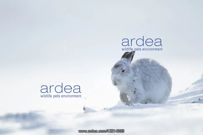 : Mountain hare (Lepus timidus), adult in snow, Scotland : Mountain hare (Lepus timidus), adult in snow, Scotland