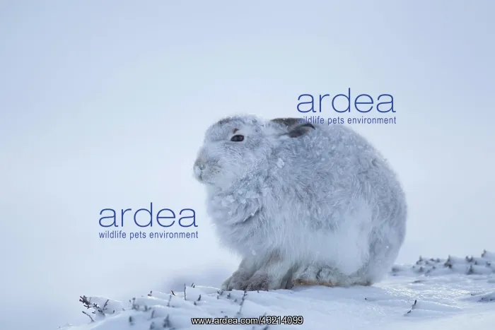 : Mountain hare (Lepus timidus), adult in snow, Scotland : Mountain hare (Lepus timidus), adult in snow, Scotland