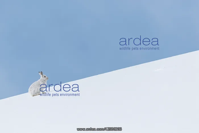  : Mountain Hare (Lepus timidus) - adult wiht winter
