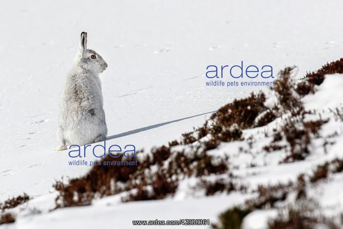 : Mountain Hare (Lepus timidus) - adult wiht winter : Mountain Hare (Lepus timidus) - adult wiht winter