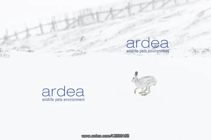 : Mountain Hare (Lepus timidus) - adult wiht winter : Mountain Hare (Lepus timidus) - adult wiht winter