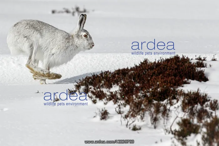 : Mountain Hare (Lepus timidus) - adult wiht winter : Mountain Hare (Lepus timidus) - adult wiht winter