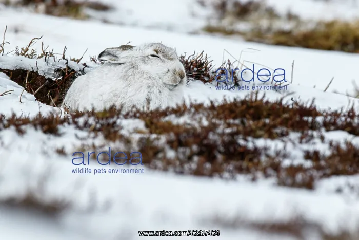 : Mountain Hare (Lepus timidus) - adult wiht winter : Mountain Hare (Lepus timidus) - adult wiht winter