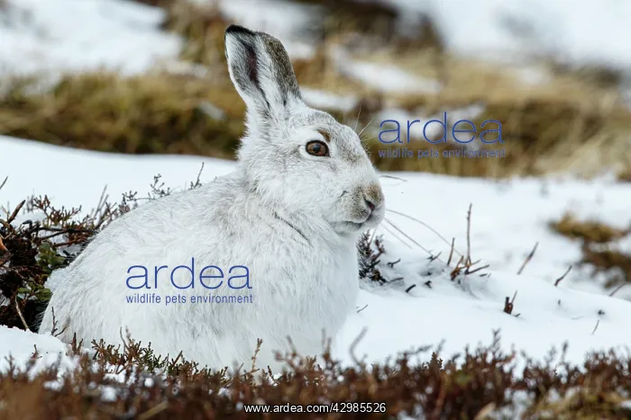 : Mountain Hare (Lepus timidus) - adult with winter : Mountain Hare (Lepus timidus) - adult with winter