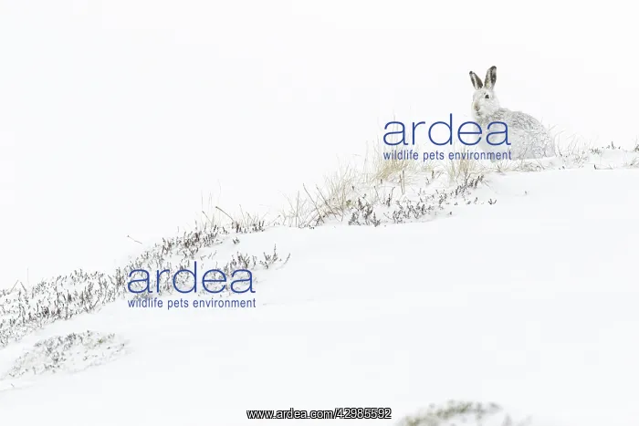 : Mountain Hare (Lepus timidus) - adult with winter : Mountain Hare (Lepus timidus) - adult with winter
