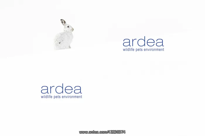: Mountain Hare (Lepus timidus) - adult with winter : Mountain Hare (Lepus timidus) - adult with winter