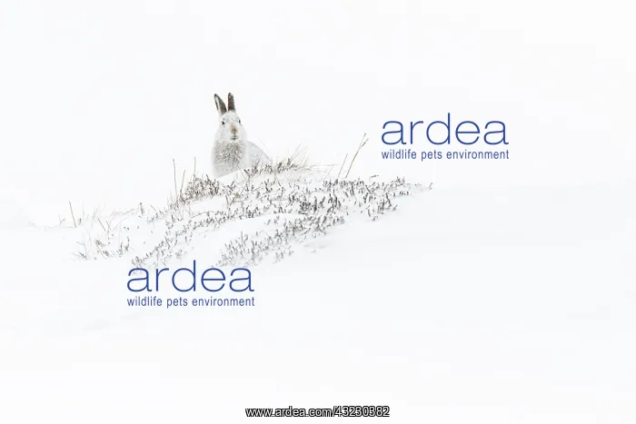 : Mountain Hare (Lepus timidus) - adult with winter : Mountain Hare (Lepus timidus) - adult with winter