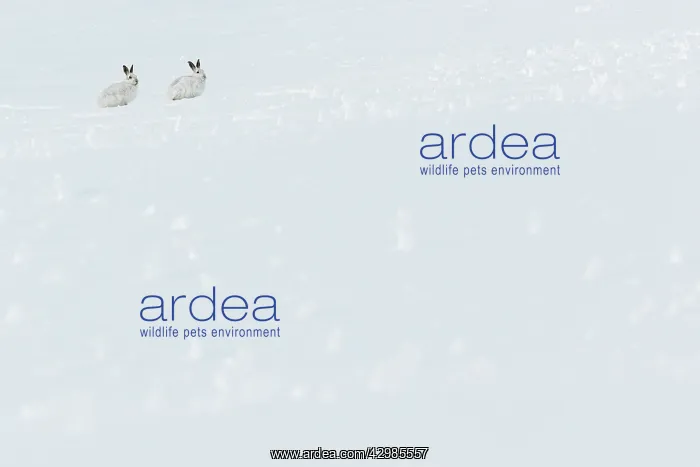 : Mountain Hare (Lepus timidus) - adults with winter : Mountain Hare (Lepus timidus) - adults with winter