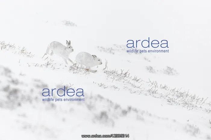: Mountain Hare (Lepus timidus) - adults with winter : Mountain Hare (Lepus timidus) - adults with winter