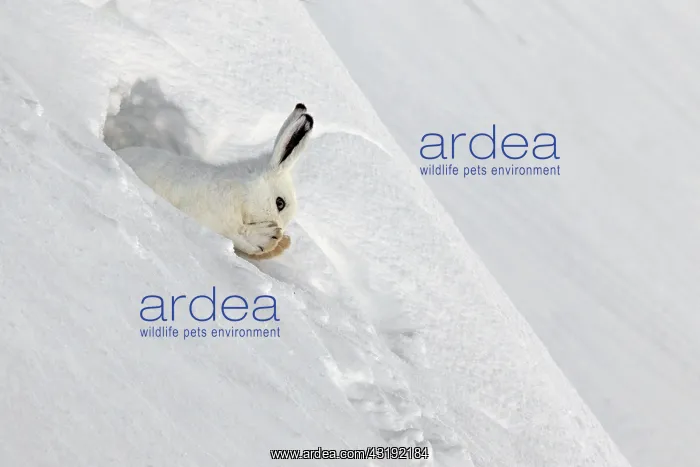 : Mountain Hare (Lepus timidus) at covert in white : Mountain Hare (Lepus timidus) at covert in white
