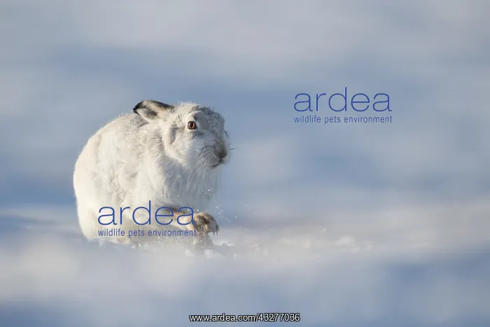 : Mountain Hare (Lepus timidus) digs for Heather on : Mountain Hare (Lepus timidus) digs for Heather on