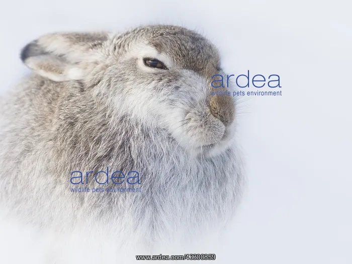 : A Mountain Hare (Lepus timidus) endures blistering : A Mountain Hare (Lepus timidus) endures blistering