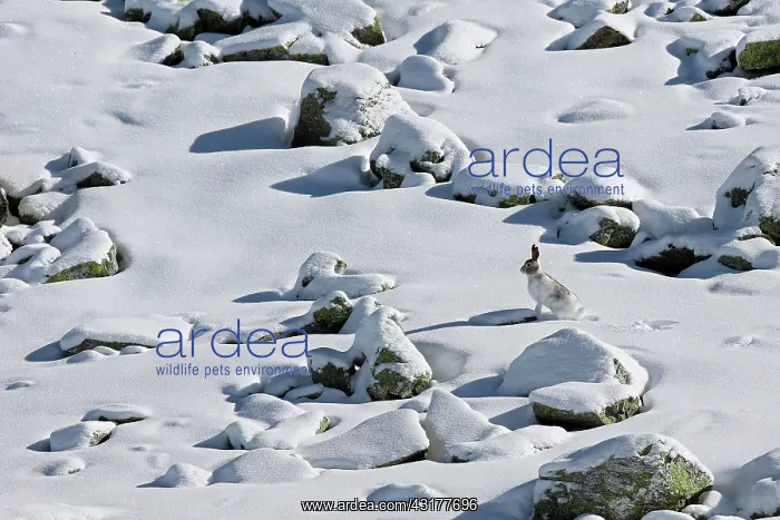 : Mountain Hare ( Lepus timidus ) in intermediate : Mountain Hare ( Lepus timidus ) in intermediate