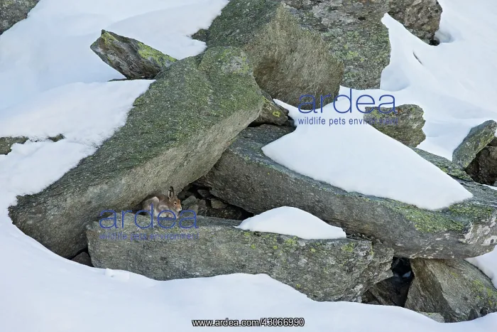 : Mountain hare (Lepus timidus) moulting winter in : Mountain hare (Lepus timidus) moulting winter in