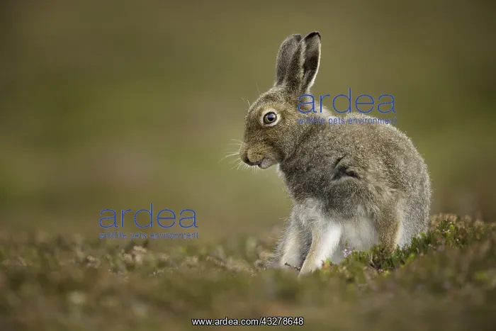 : A Mountain Hare (Lepus timidus) preens amongst the : A Mountain Hare (Lepus timidus) preens amongst the