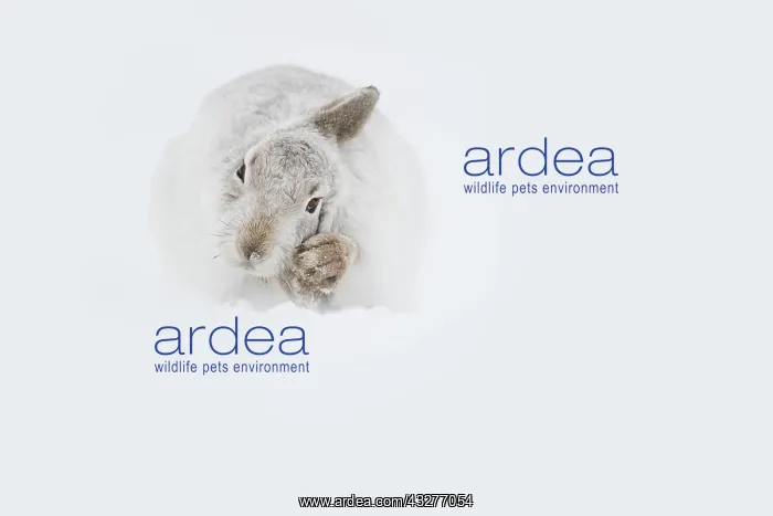 : A Mountain Hare (Lepus timidus) preens in freezing : A Mountain Hare (Lepus timidus) preens in freezing
