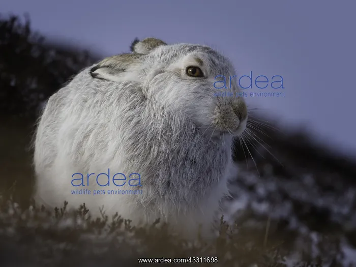 : A Mountain Hare (Lepus timidus) rests on the mountainside : A Mountain Hare (Lepus timidus) rests on the mountainside
