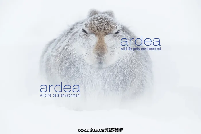 : A Mountain Hare (Lepus timidus) rests in a shallow : A Mountain Hare (Lepus timidus) rests in a shallow
