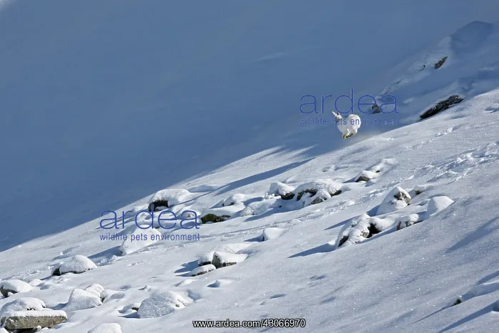 : Mountain Hare ( Lepus timidus ) running in intermediate : Mountain Hare ( Lepus timidus ) running in intermediate