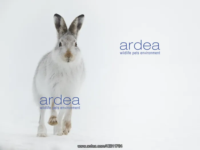: A Mountain Hare (Lepus timidus) runs down the hillside : A Mountain Hare (Lepus timidus) runs down the hillside