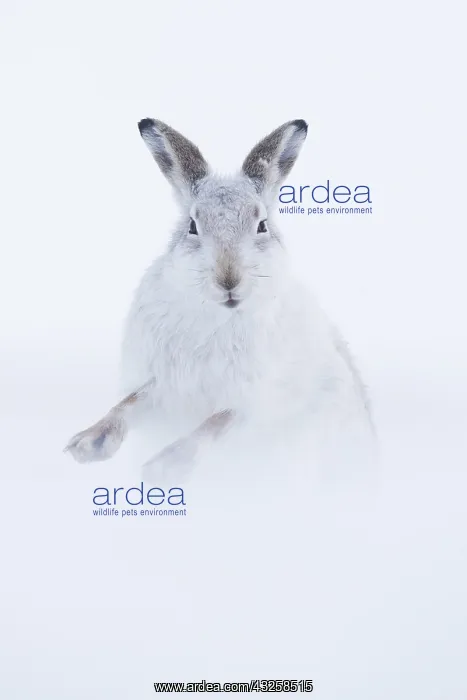 : A Mountain Hare (Lepus timidus) shakes off in the : A Mountain Hare (Lepus timidus) shakes off in the