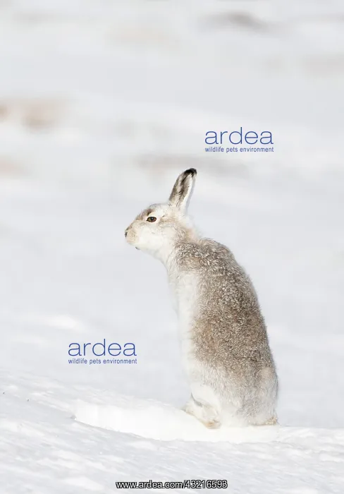 : Mountain hare (Lepus timidus) sitting on snow, Scotland : Mountain hare (Lepus timidus) sitting on snow, Scotland