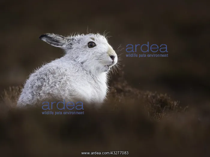 : A Mountain Hare (Lepus timidus) stands out from : A Mountain Hare (Lepus timidus) stands out from