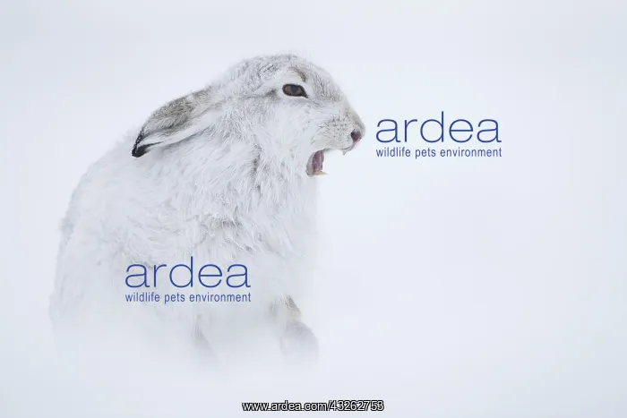 : A Mountain Hare (Lepus timidus) sticks his tongue : A Mountain Hare (Lepus timidus) sticks his tongue