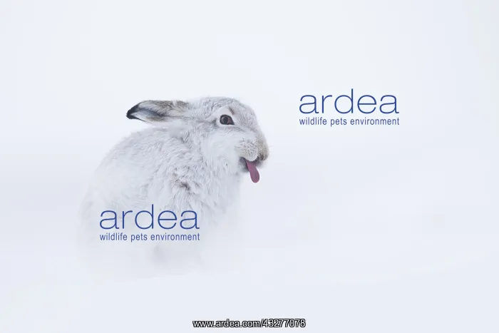  : A Mountain Hare (Lepus timidus) sticks his tongue