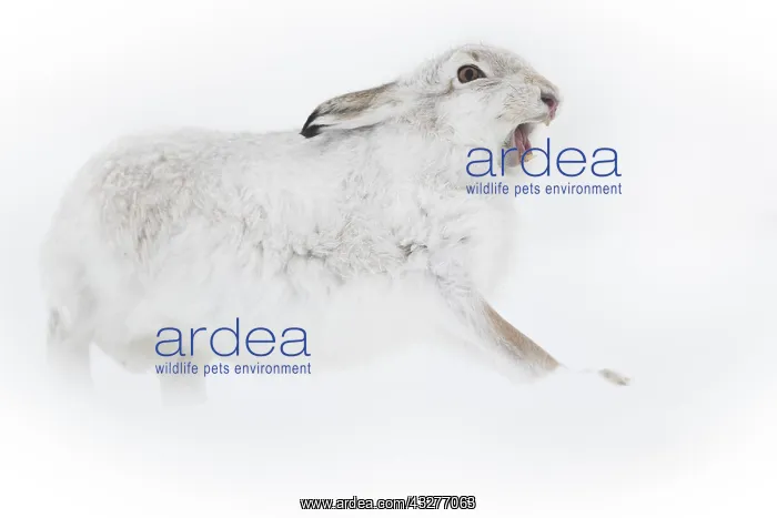 : A Mountain Hare (Lepus timidus) stretches in the : A Mountain Hare (Lepus timidus) stretches in the