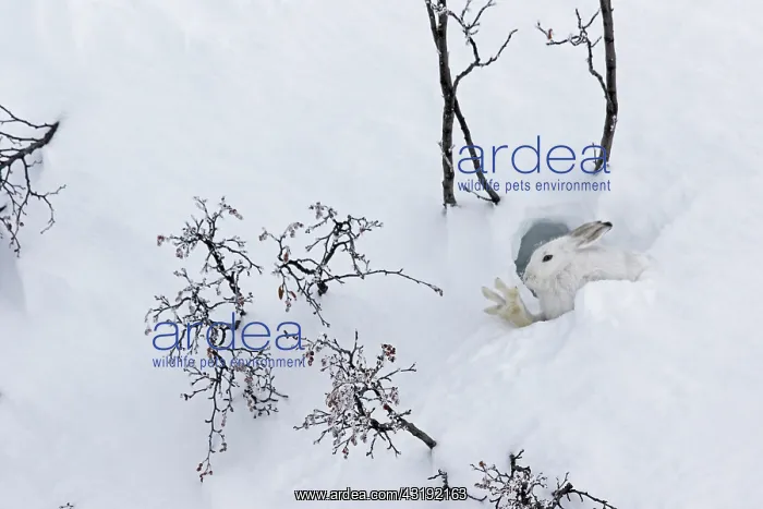 : Mountain Hare (Lepus timidus) stretching at covert : Mountain Hare (Lepus timidus) stretching at covert