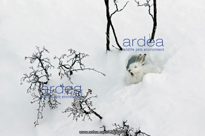 : Mountain Hare (Lepus timidus) yawning at covert : Mountain Hare (Lepus timidus) yawning at covert