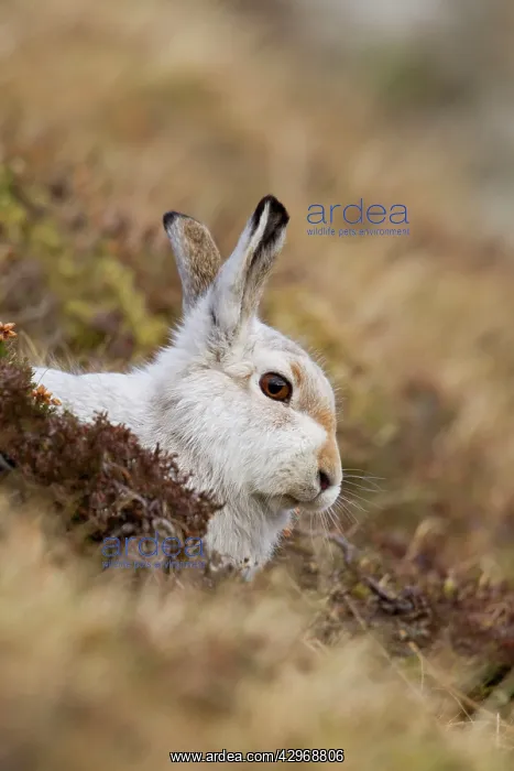 : Mountain Hare - lying low amongst vegetation in : Mountain Hare - lying low amongst vegetation in