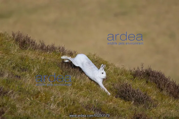 : Mountain Hare motion : Mountain Hare motion