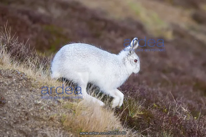 : Mountain Hare motion : Mountain Hare motion