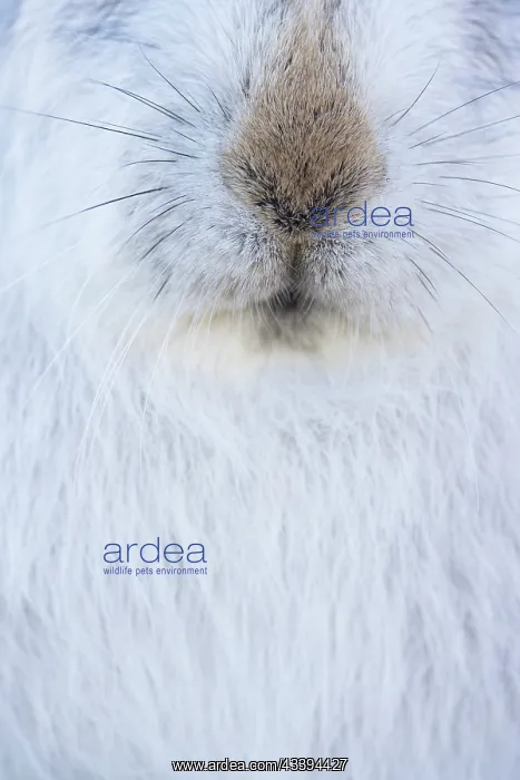 : Mountain Hare Nose : Mountain Hare Nose