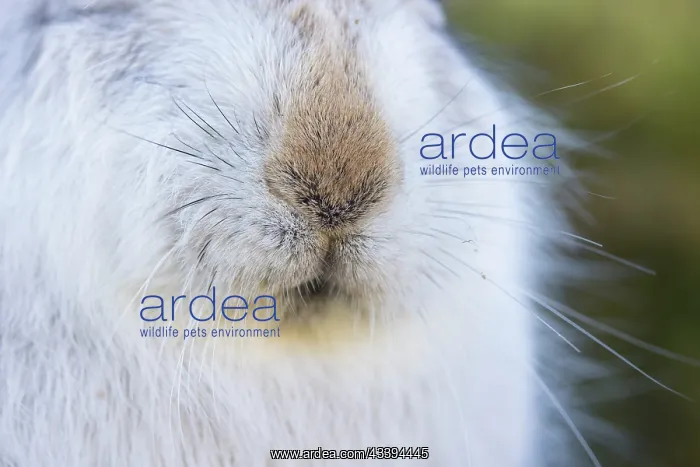 : Mountain Hare Nose : Mountain Hare Nose