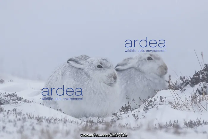 : Mountain Hare - pair in winter pelage - Cairngorms : Mountain Hare - pair in winter pelage - Cairngorms