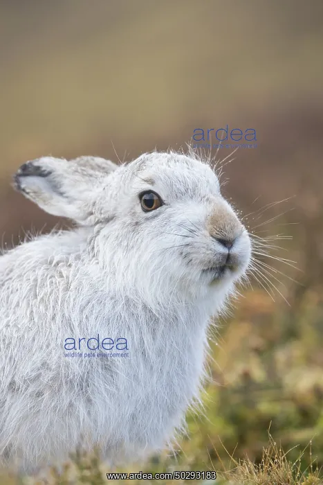 : Mountain Hare Portrait : Mountain Hare Portrait