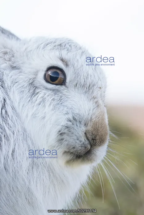  : Mountain Hare Portrait