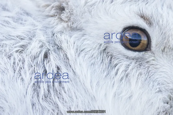 : Mountain Hare Portrait : Mountain Hare Portrait